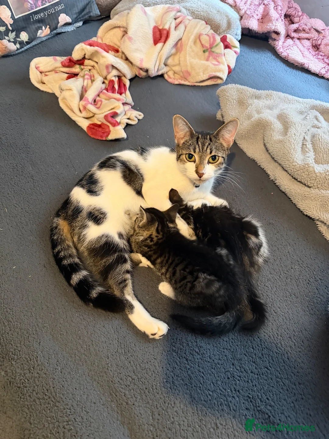 Mixed Breed cats for sale: Kittens - Advert 1