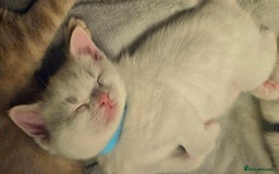 Mixed Breed cats for sale: Scottish straight cross kittens - Image 10