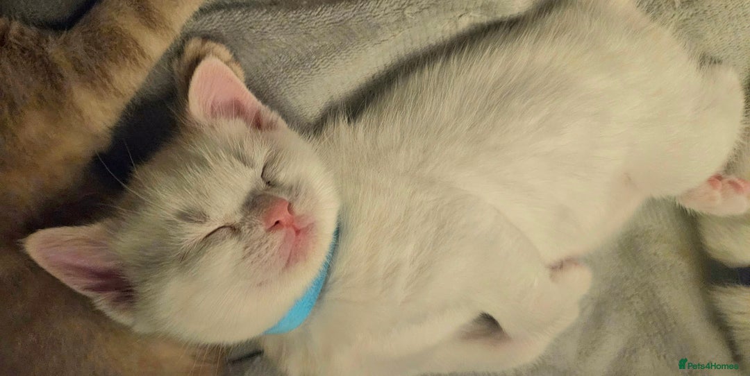 Mixed Breed cats for sale: Scottish straight cross kittens - Image 10