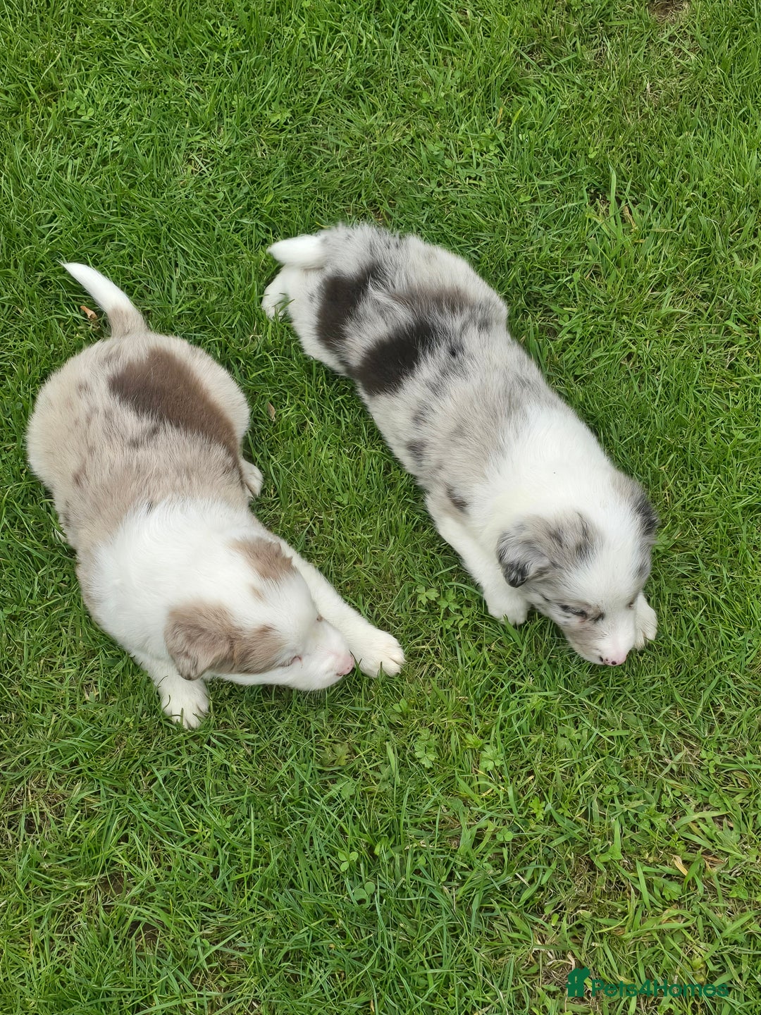 Border Collie dogs for sale: Stunning Blue Merle, Red Merle, Red/Black & White - Image 7