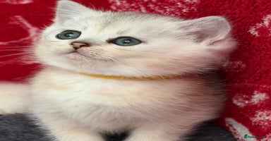 British Shorthair cats - Advert 6