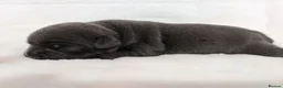 Staffordshire Bull Terrier dogs for sale: Staffordshire Bull Terrier - Advert 5