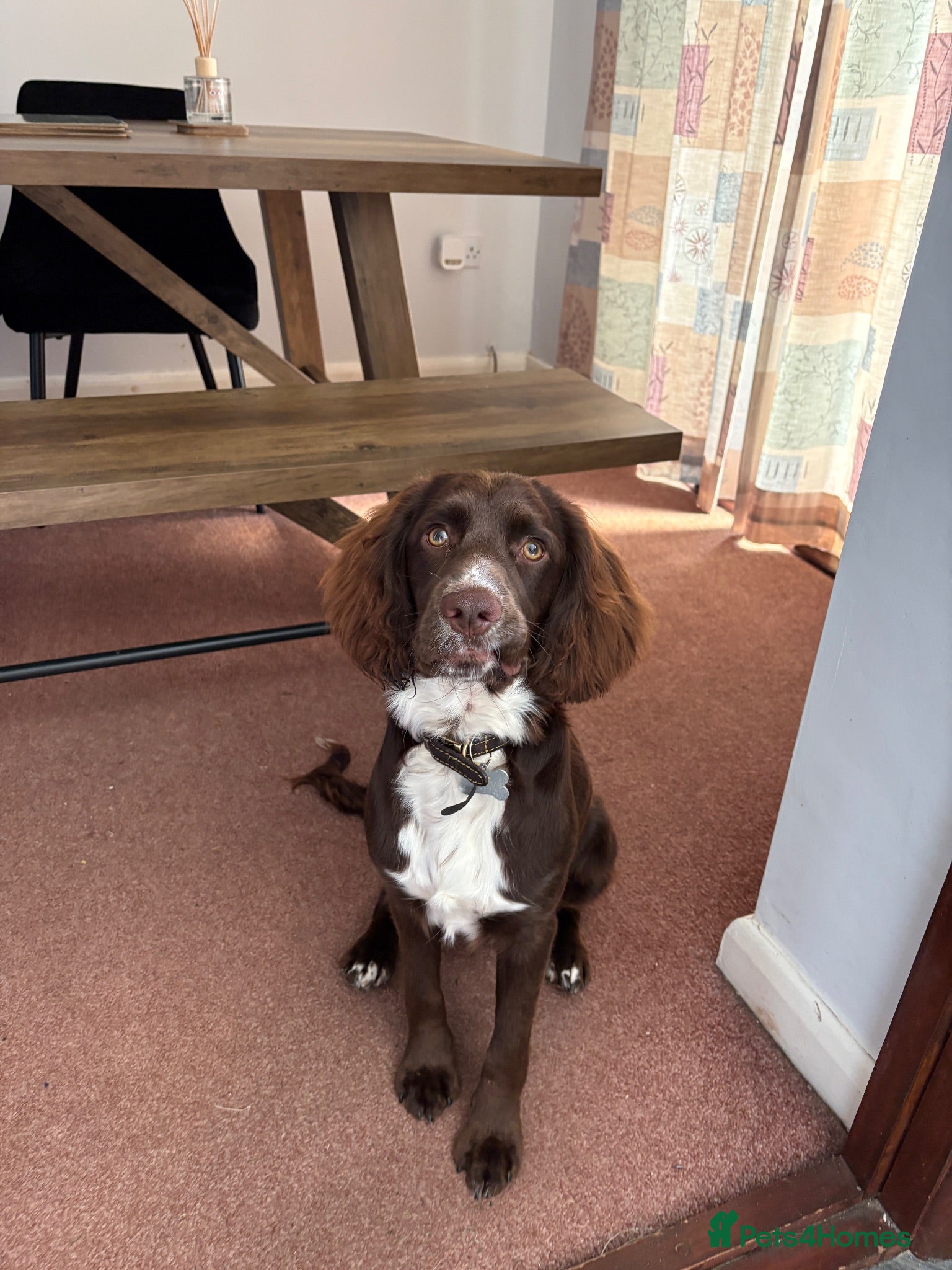 Cocker Spaniel dogs Male working cocker rehome - Advert 1