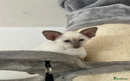 Siamese cats for sale: Lilac Siamese boy  - Image 4
