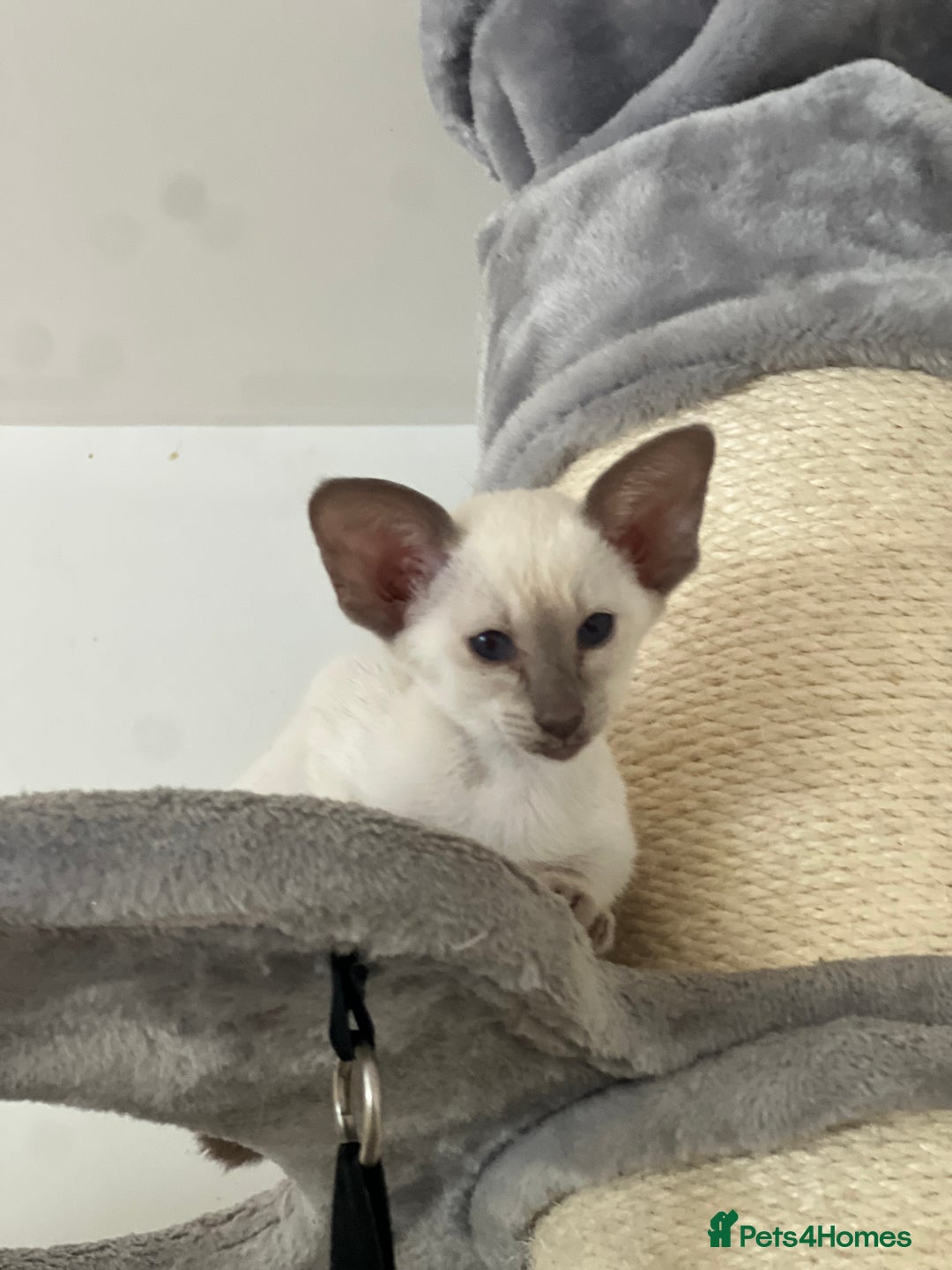 Siamese cats for sale: Lilac Siamese boy  - Image 4