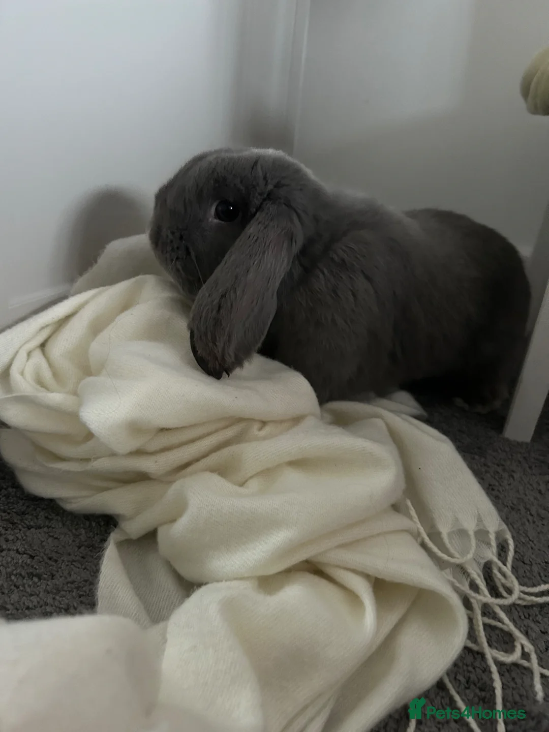 Mini Lop rabbits for sale: Nibbles the mini lop - Advert 1