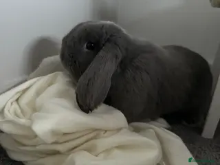 Mini Lop rabbits Nibbles the mini lop - Advert 1