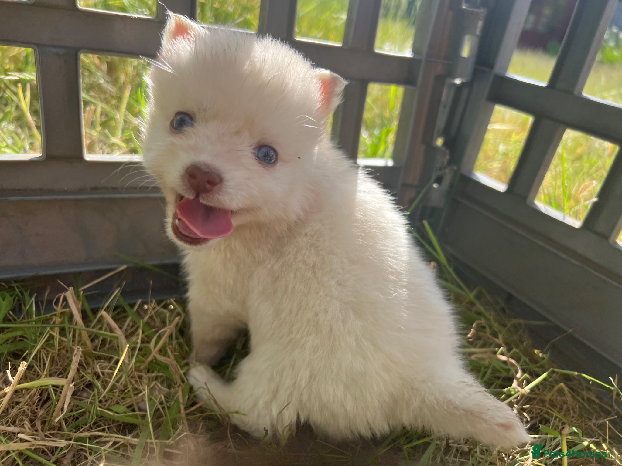Pomsky dogs Pomsky puppies  - Advert 7