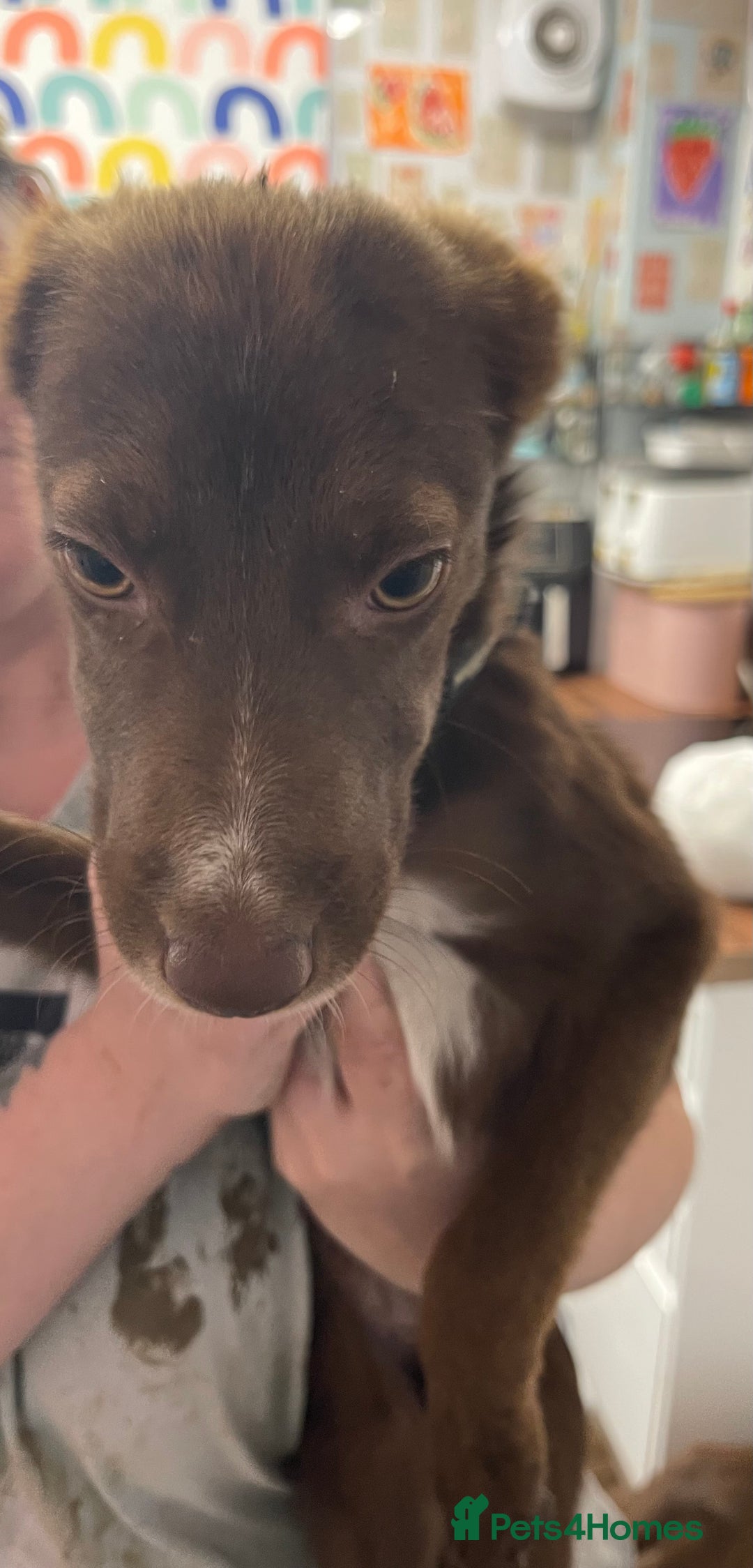 Mixed Breed dogs for sale: Collie cross pups  - Advert 23