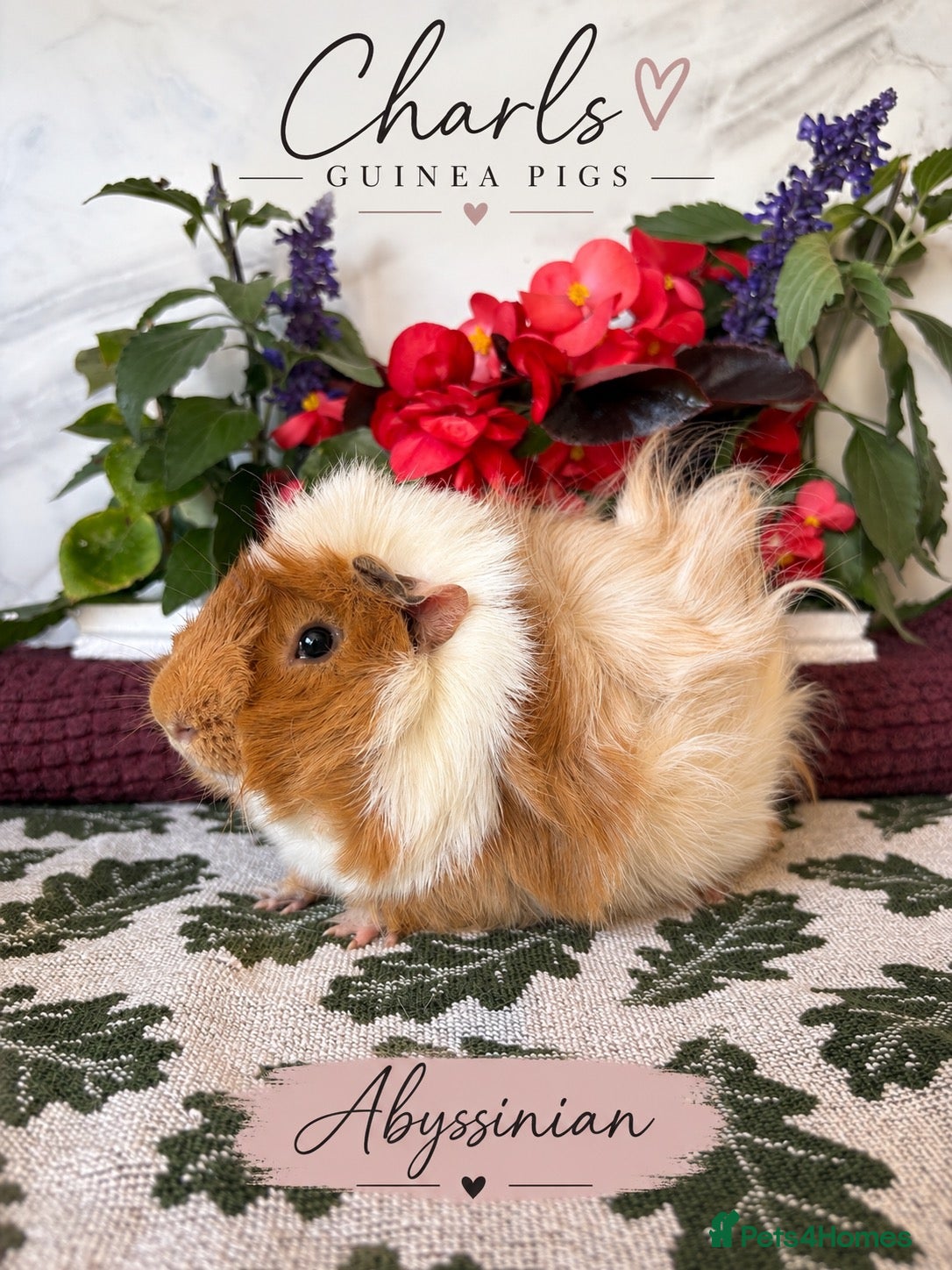 Guinea Pig rodents LOTS of Friendly baby Boys 🩵 - Advert 2