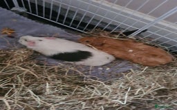 Guinea Pig rodents for sale: 2 young female Guinea pigs for sale  - Image 1
