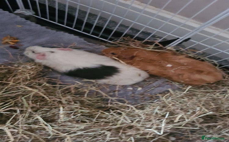 Guinea Pig rodents - Advert 1