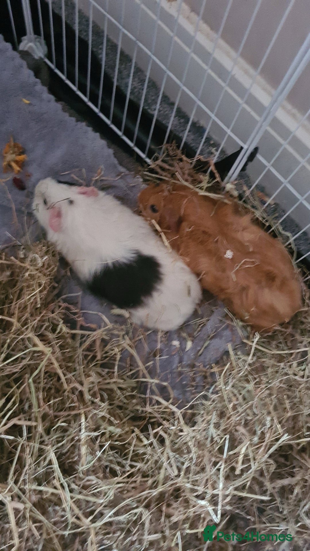 Guinea Pig rodents for sale: 2 young female Guinea pigs for sale  - Image 1