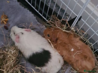 Guinea Pig rodents for sale - Advert 1