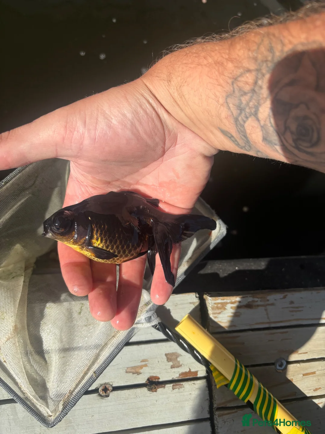 Fancy Goldfish fish for sale: Pond fish for sale in Port Talbot - Advert 6