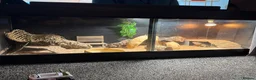Bearded Dragon reptiles for sale: 2 year old Bearded Dragon  in Doncaster - Advert 2