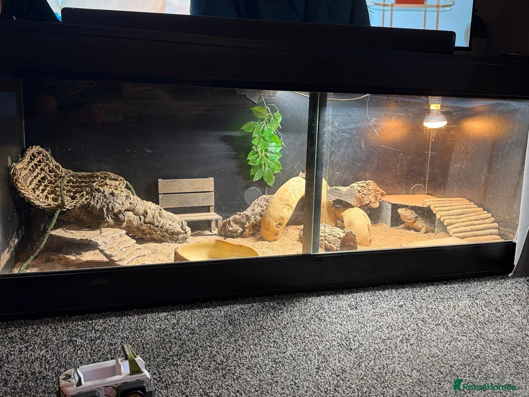 Bearded Dragon reptiles for sale: 2 year old Bearded Dragon  in Doncaster - Advert 2