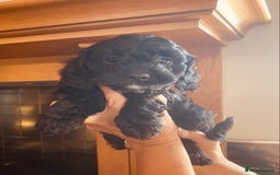 Cavapoo dogs for sale: F1 boys, licensed breeder, health tested parents - Image 6