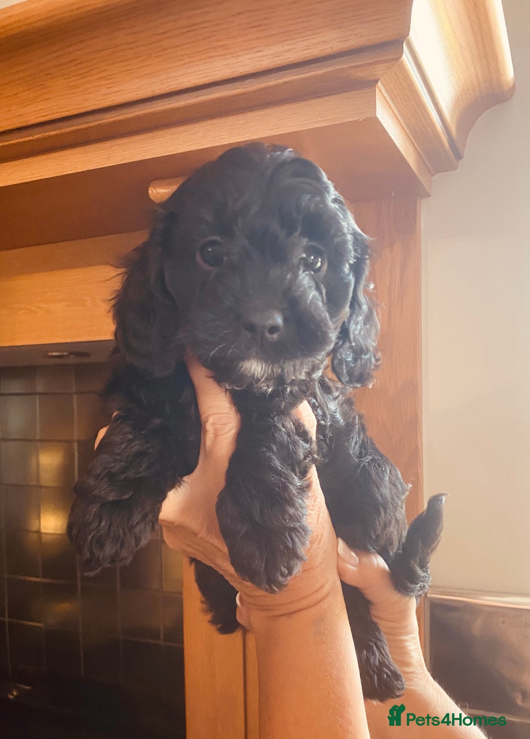Cavapoo dogs for sale: F1 boys, licensed breeder, health tested parents - Image 6