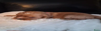 Cavapoo Puppy 8