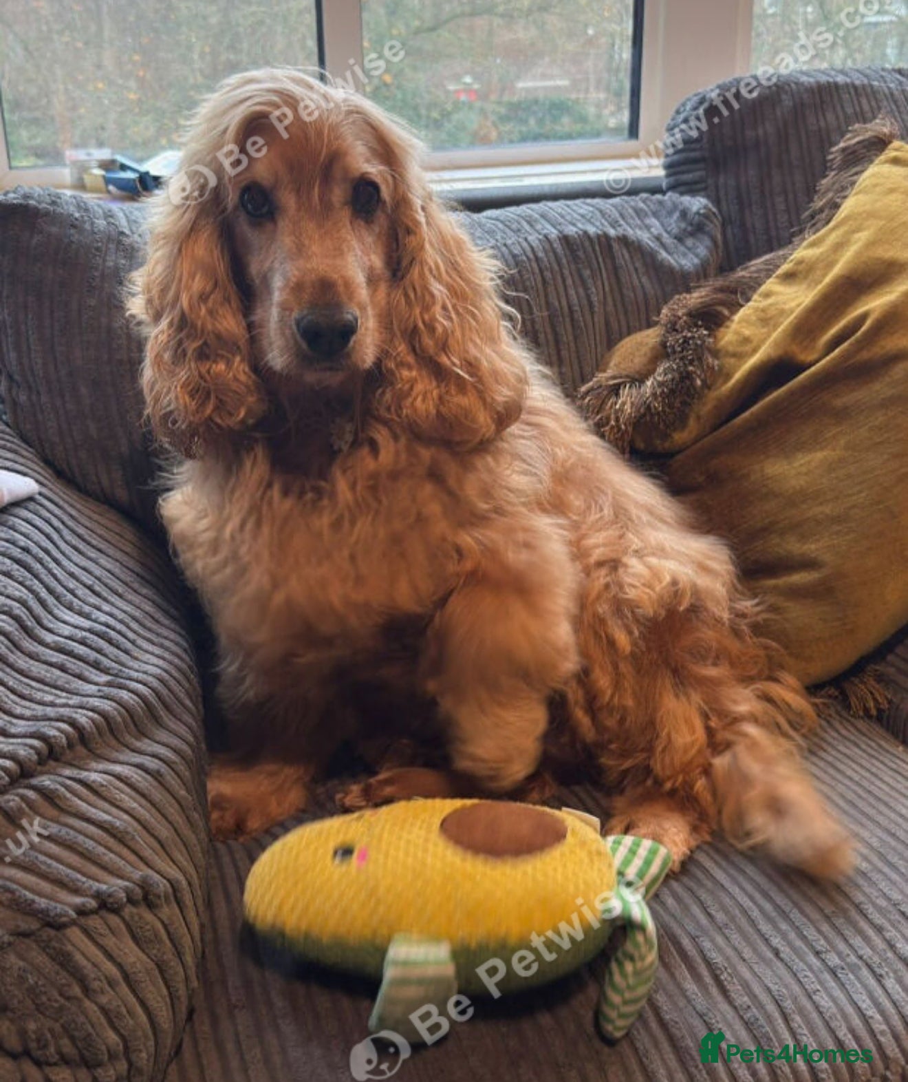 Daisy