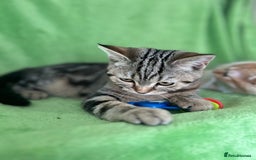 Scottish Fold cats for sale: Beautiful kittens just for you - Image 33