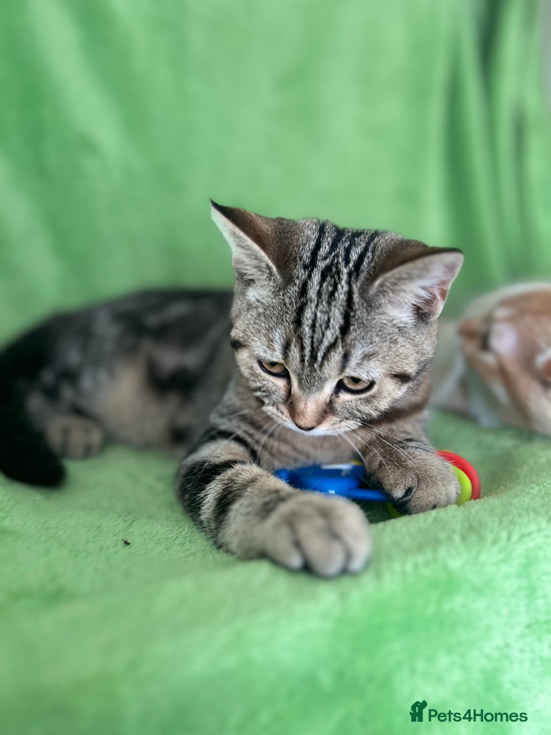 Scottish Fold cats for sale: Beautiful kittens just for you - Image 33