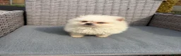 Pomeranian dogs for sale: Pomeranian puppies ready to leave in Doncaster - Advert 10