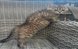Brazilian Shorthair cats for sale: Last 2 gold tabby left ****READY TO GO ***** - Image 26