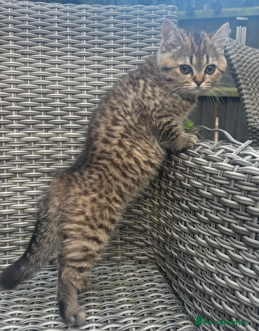 Brazilian Shorthair cats for sale: Last 2 gold tabby left ****READY TO GO ***** - Image 26