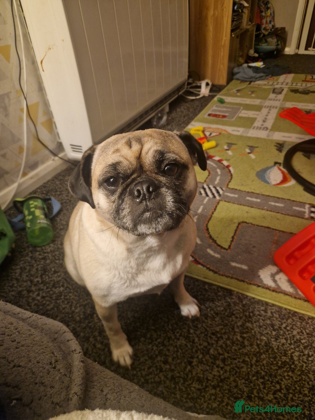 Mixed Breed dogs for sale: 5 year old norrie - Advert 6