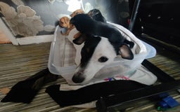Mixed Breed dogs for sale: Four Little Ones:Sweet Female Puppies Seeking Home - Image 23