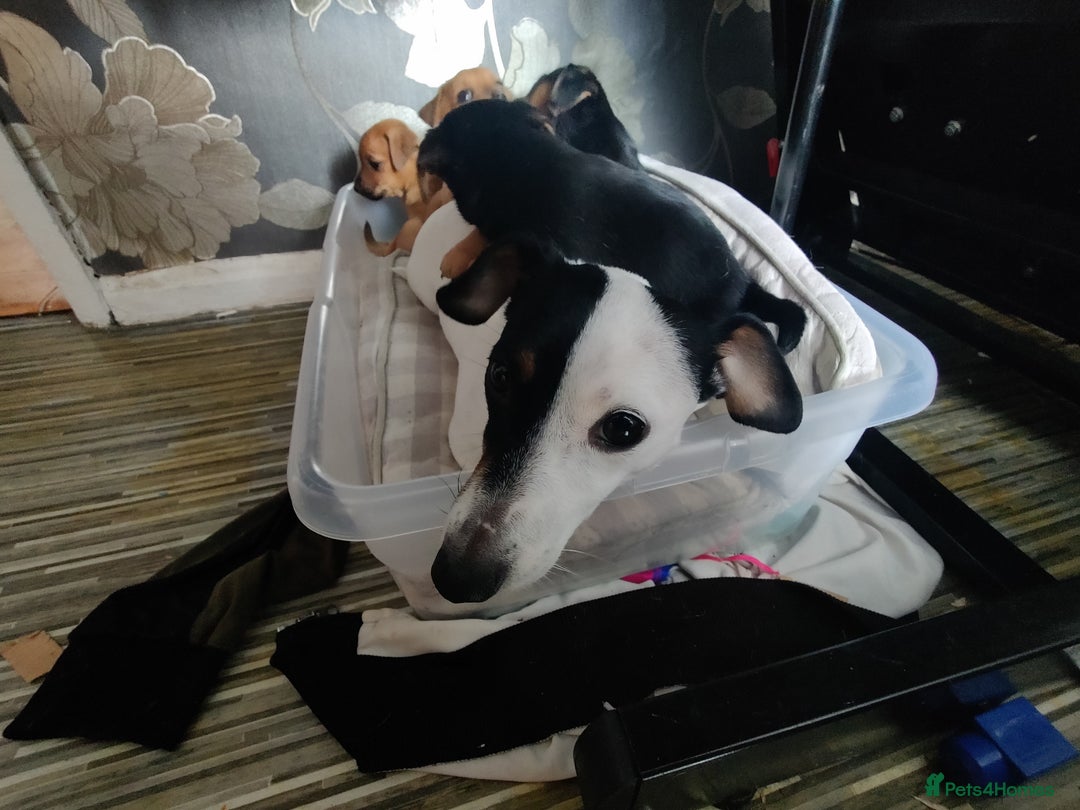 Mixed Breed dogs for sale: Four Little Ones:Sweet Female Puppies Seeking Home - Image 23