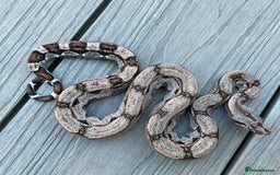 Snake reptiles for sale: Male Arabesque het kahl boa constrictor - Image 2
