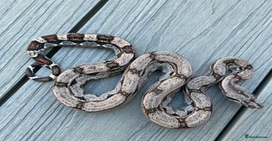 Snake reptiles - Advert 4
