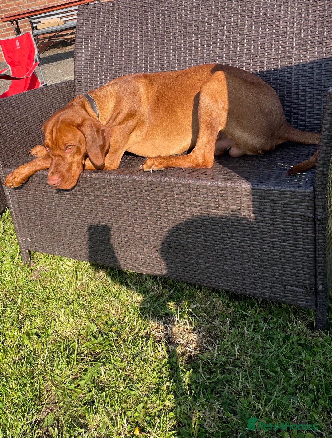 Hungarian Vizsla dogs for stud: Vizsla for stud - Advert 5