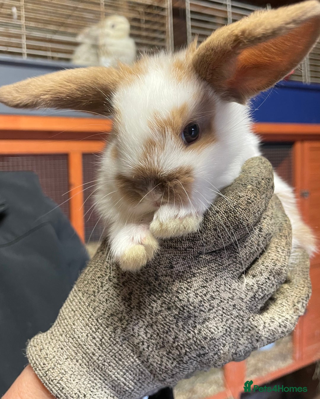 Mini Lop rabbits for sale: Extra Special Mini Lop Babies Bunnies  - Advert 1