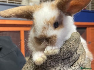 Mini Lop rabbits Extra Special Mini Lop Babies Bunnies - Advert 1