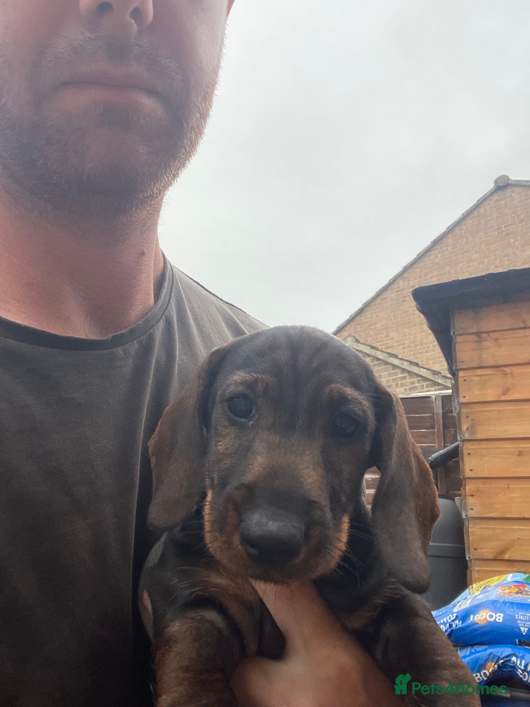 Dachshund dogs for sale: KC standard wire haired dachshund puppies (teckel) in Tiverton - Image 32