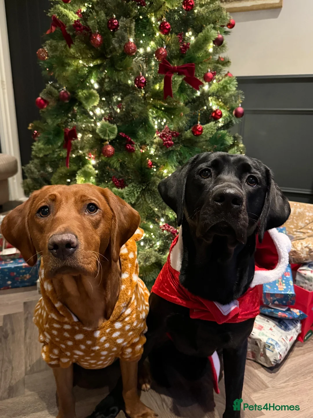 Labrador Retriever dogs for sale: Stunning Black Labrador Puppies - Due 25th March in Peterborough - Advert 3