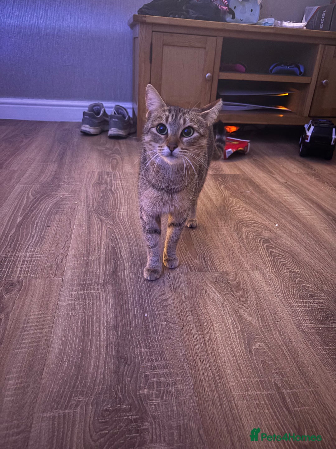 Mixed Breed cats for sale: Mixed breed gorgeous kittens  - Advert 2