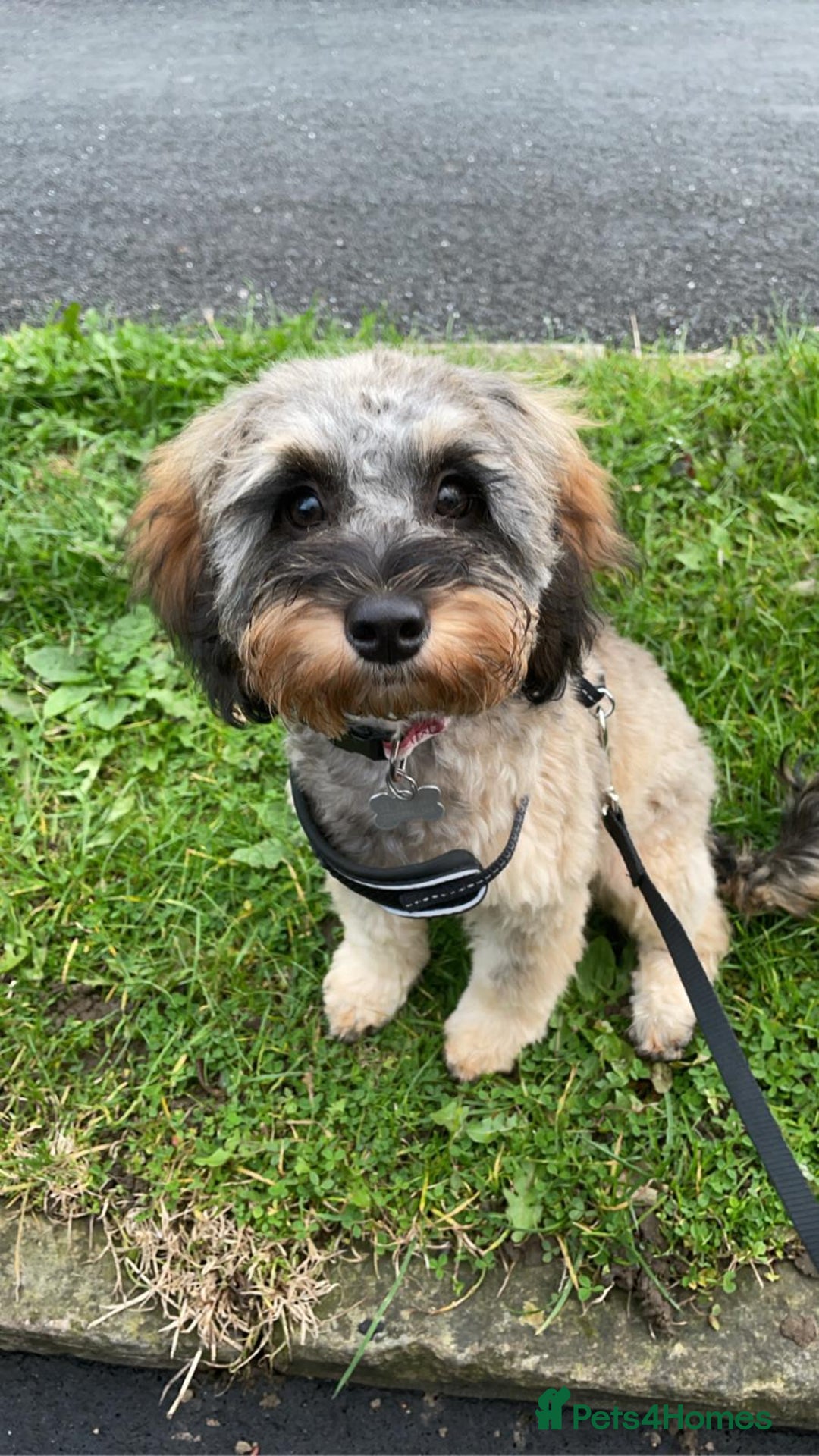 Mixed Breed dogs for sale: Cavapoochon puppies - Advert 5