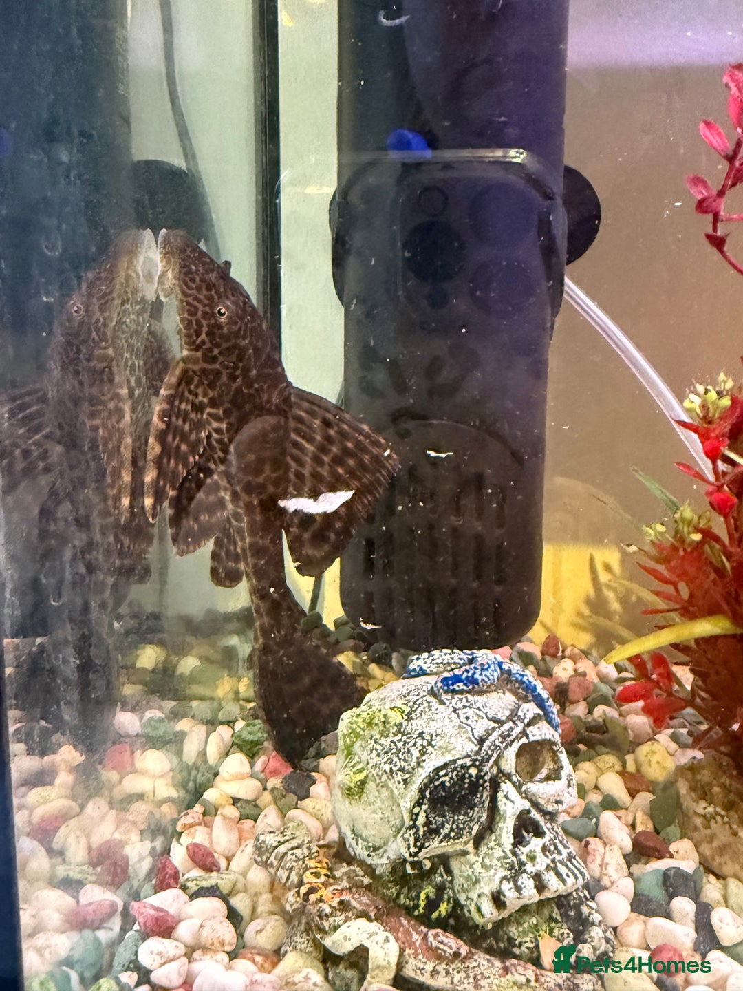 Goldfish fish for sale: Goldfish and set up for sale  - Image 4