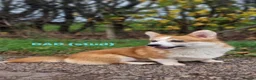 Welsh Corgi Pembroke dogs for sale: Gorgeous Pembrokeshire Corgi Puppies  - Advert 17