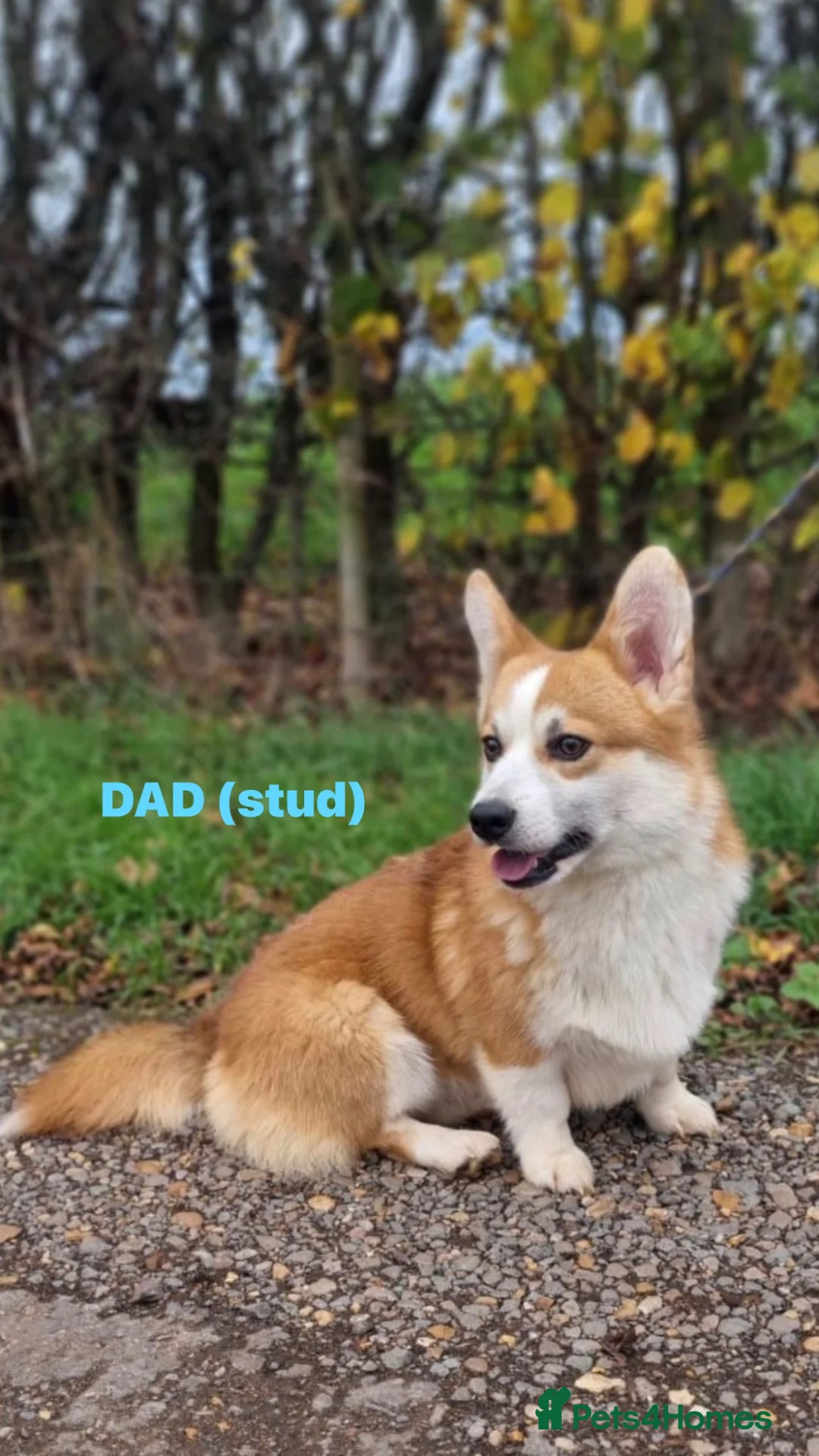 Welsh Corgi Pembroke dogs for sale: Gorgeous Pembrokeshire Corgi Puppies  - Advert 17