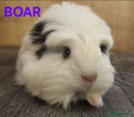 Guinea Pig rodents Beautiful Baby guinea pigs for sale  - Advert 11