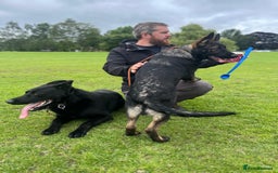German Shepherd dogs for sale: Trained, Exceptional Working Line GSD  - Image 5
