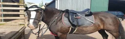 Fell horses for sale: Tammy WelshXFell cob mare in Morpeth - Advert 6