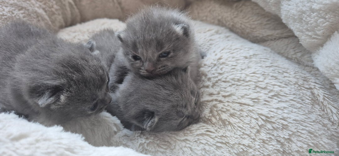 Russian Blue cats for sale: Pure Russian Blue Kittens 😸 💙 😍  - Image 2