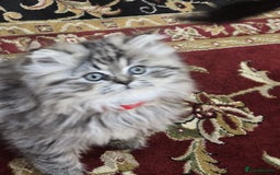 Persian cats for sale: Persian chinchilla  - Image 4